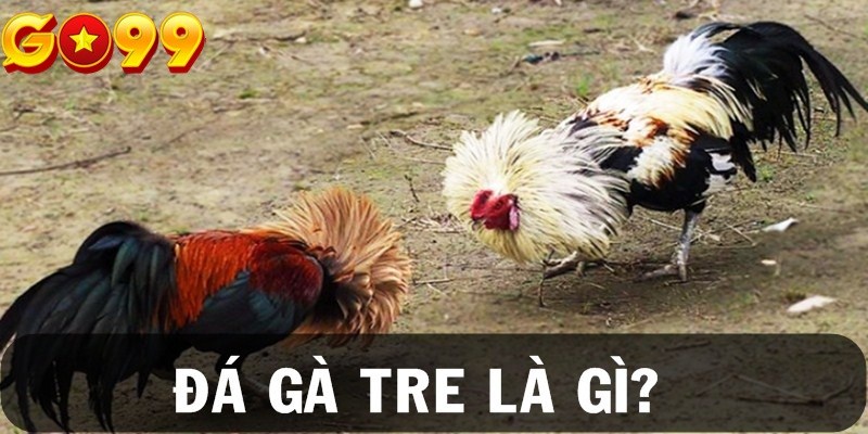 Đá gà tre là gì? Đây là hình thức giải trí được nhiều người châu Á ưa chuộng