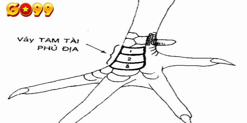 Phủ địa được đánh giá cao trong tổng hợp các vảy gà quý sư kê