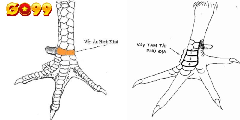 Ý nghĩa của vảy gà quý tác động đến chiến kê